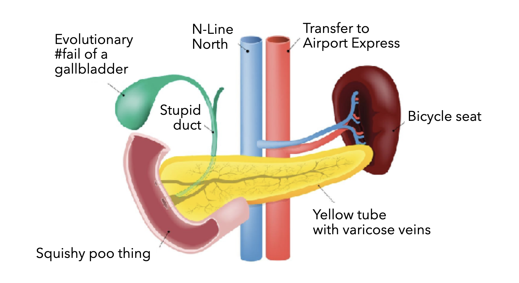 Drawing of the gastric system, with callouts indicating ‘Evolutionary fail of a gallbladder’, ‘Stupid duct’, ‘Squishy poo thing’, ‘Bicycle seat’, and ‘Yellow tube with varicose veins’.