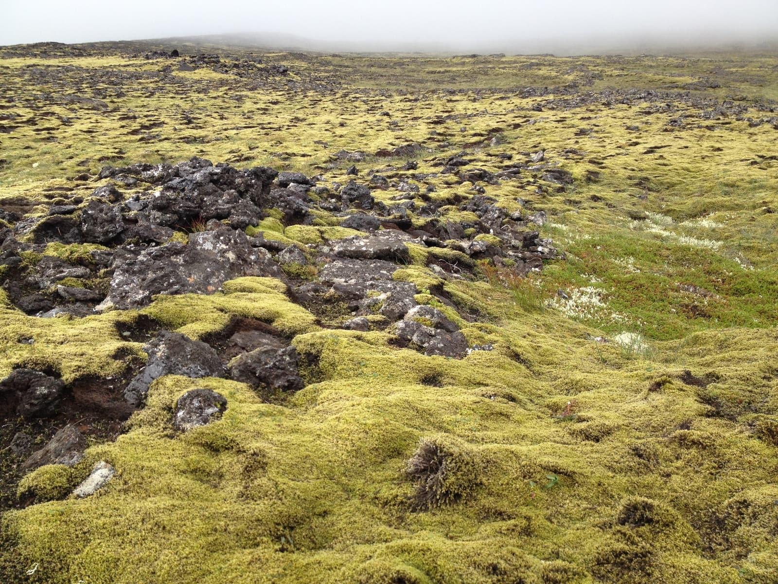 A combination of moss and rugged rock landscape